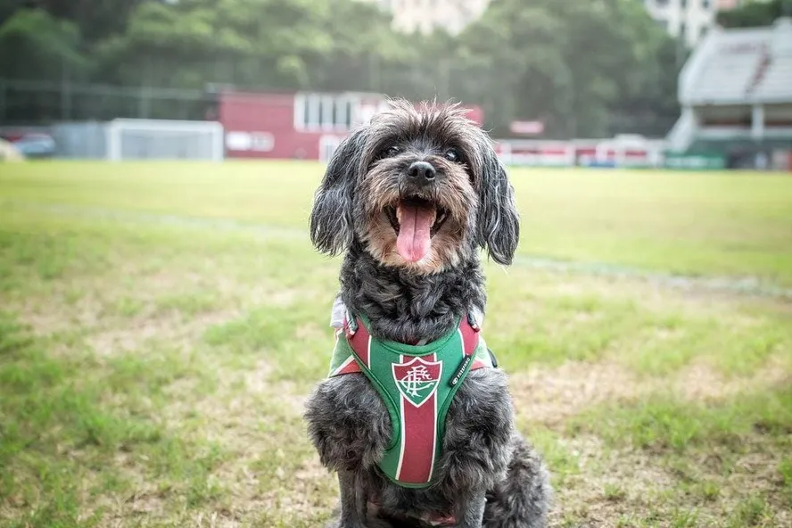 A Incrível História de Pretinha: A Torcedora Fiel do Fluminense que Viralizou